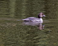 Common Goldeneye 4122